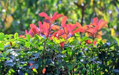 リッチな写り