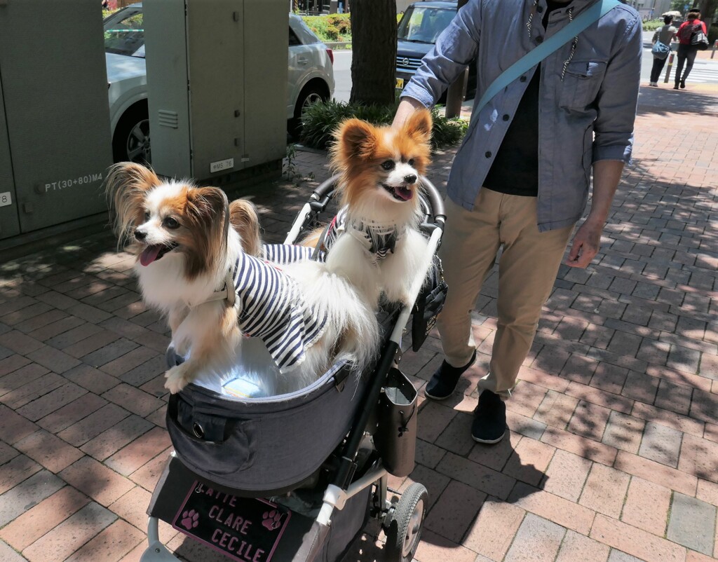 可愛いパピヨン