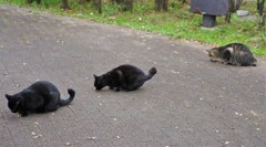 ニャンズのお迎え