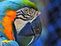 コンゴウインコⅡ
