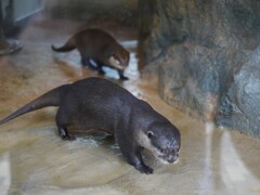 コツメカワウソ