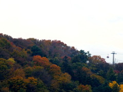 紅葉の生田丘陵