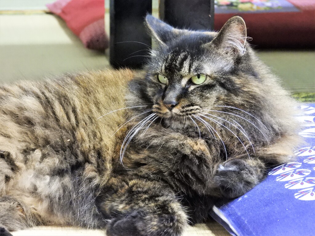 ニャンコの川岸物語Ⅱ