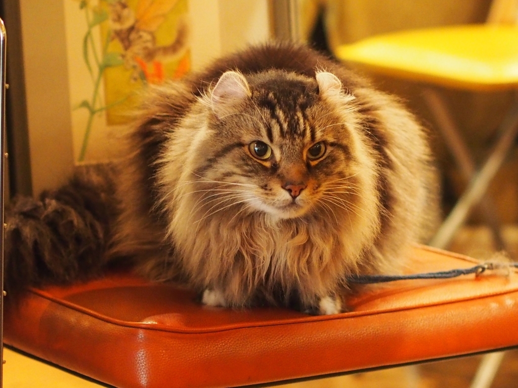 玉座のケーニッヒ店長