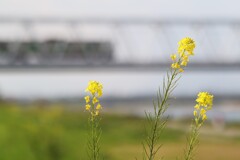 ボンヤリしたくて