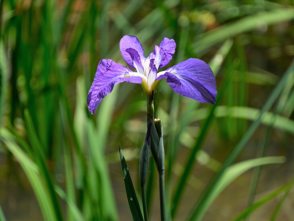 花菖蒲