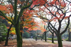 神池庭園の紅葉