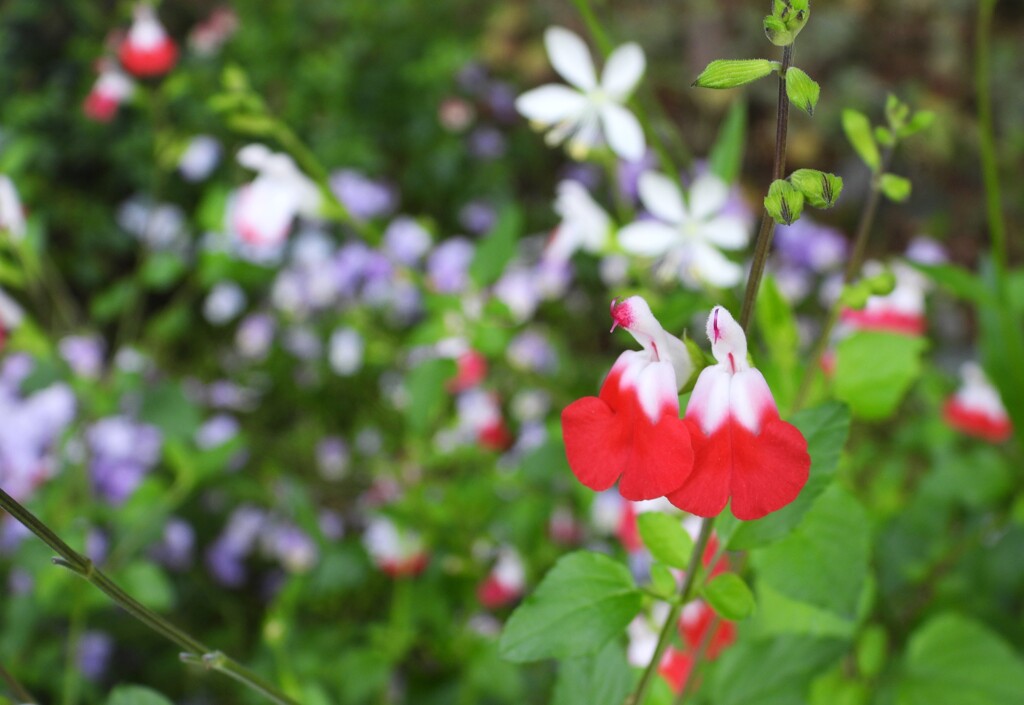 サルビア・ミクロフィラ
