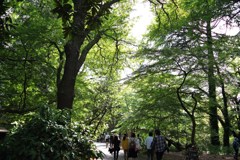 数年ぶりの新宿御苑