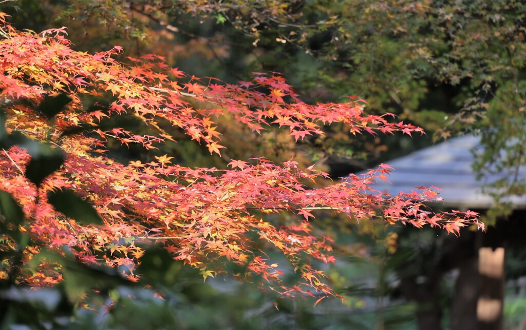 菖蒲園