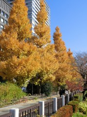 九段坂の大銀杏