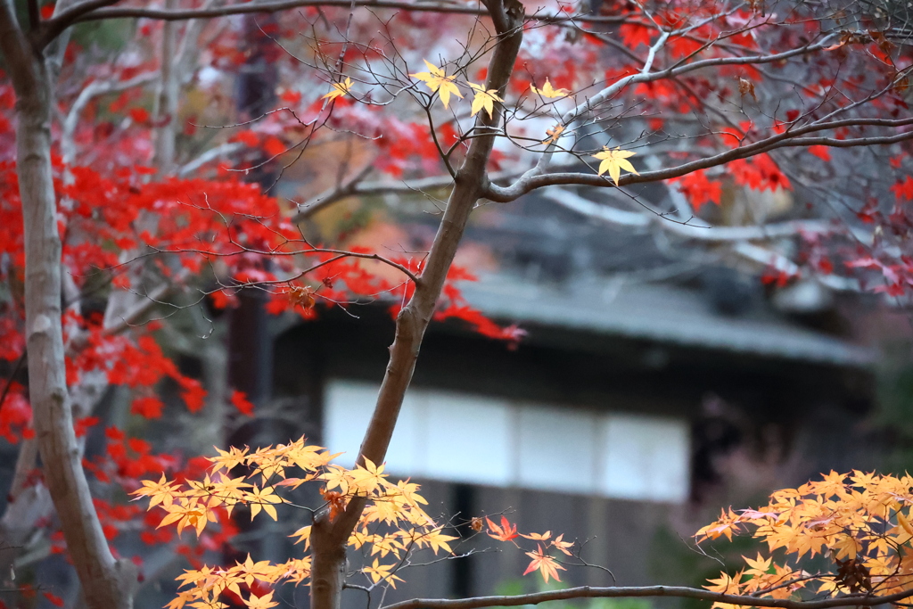 民家と紅葉