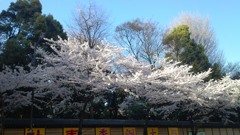 靖国神社沿いの桜並木　スマホバージョン