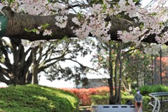 横に這う桜