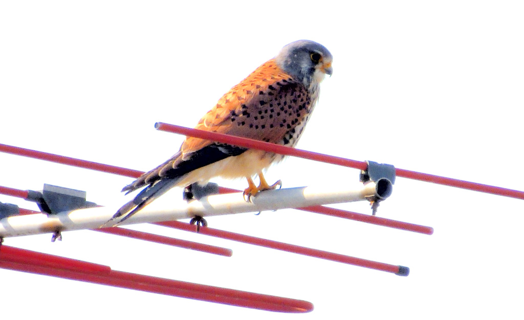 チョウゲンボウ