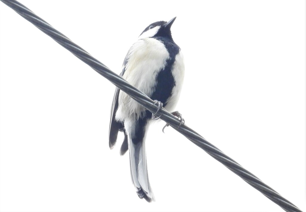 シジュウカラ
