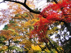 新宿御苑