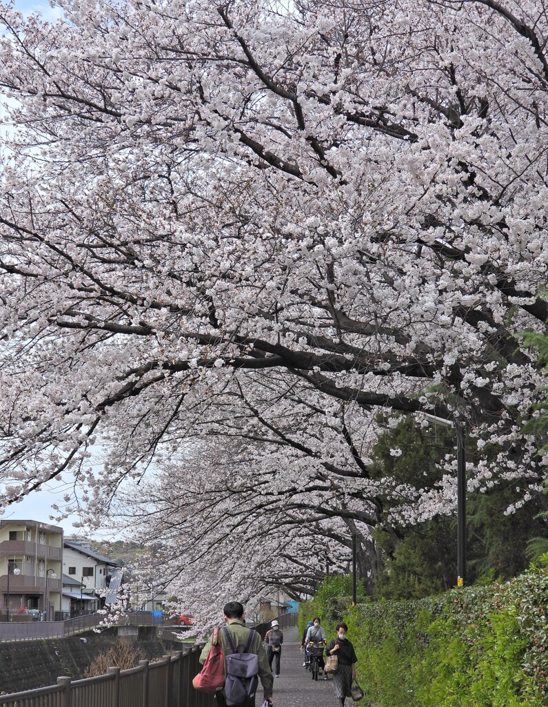 第4回　桜散歩