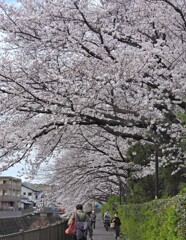 第4回　桜散歩
