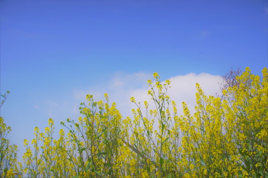 菜の花だけど…
