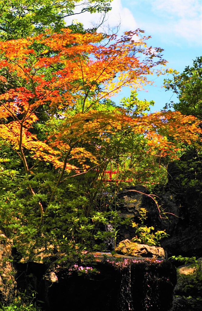 気の早い紅葉
