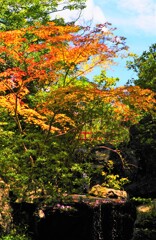 気の早い紅葉
