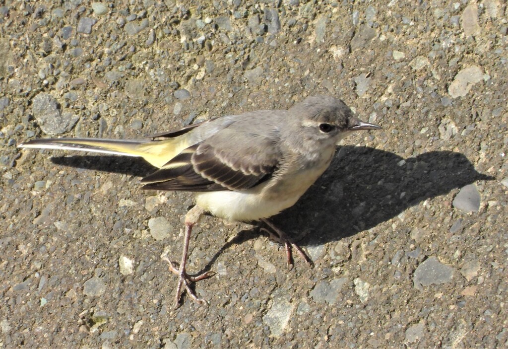 キセキレイの親鳥？