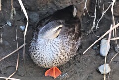 カルガモは寝ている