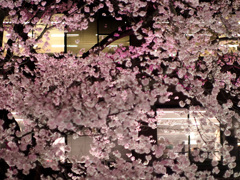 稲城市役所前の夜桜