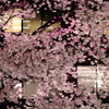 稲城市役所前の夜桜