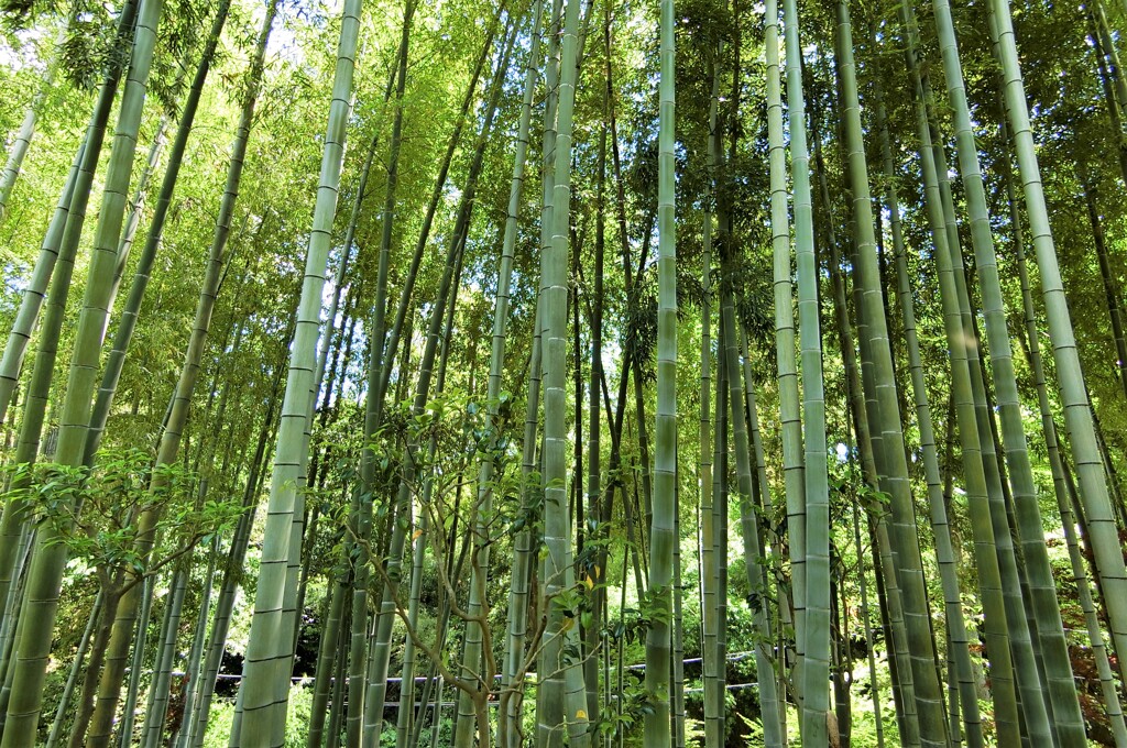住宅地なので