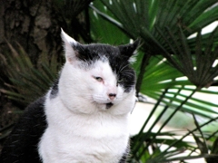 おかめ（横浜「元町公園」）