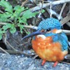 お見送りカワセミ