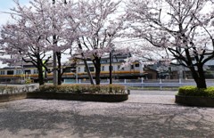 大規模団地の桜
