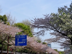 桜には青空がよく似合う