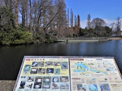 井の頭公園の水鳥