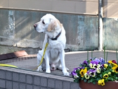 MOTOMACHI DOGS