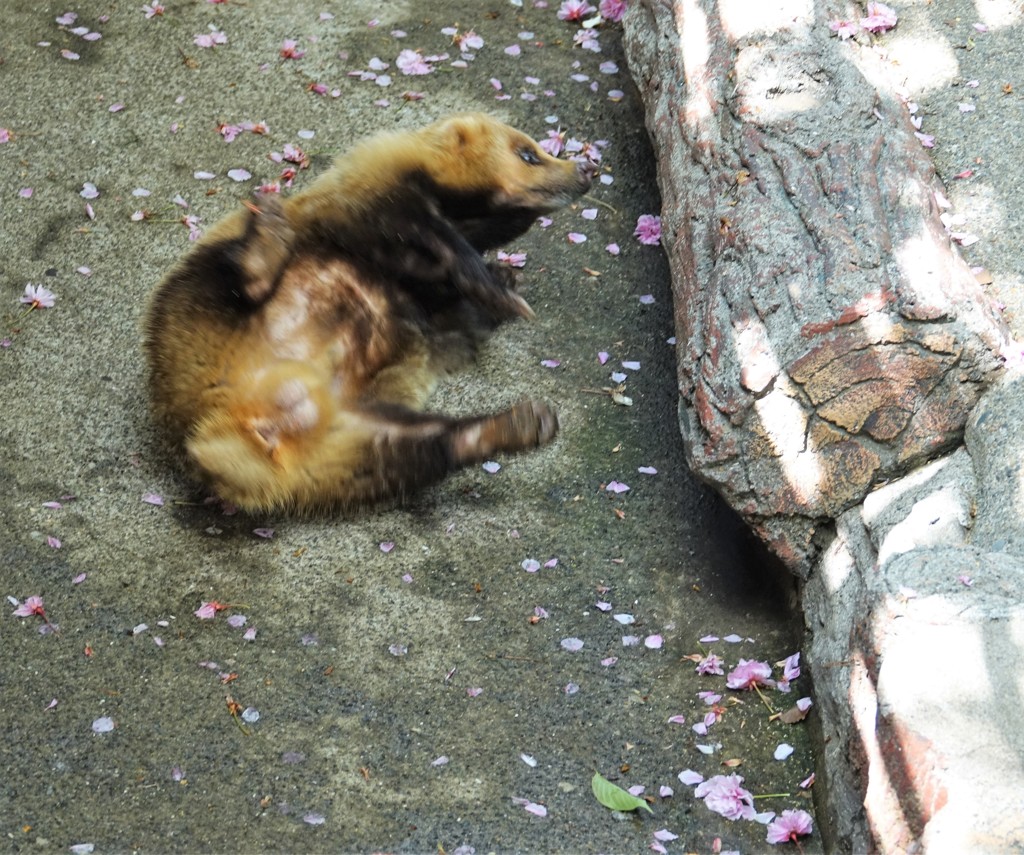 アナグマさん