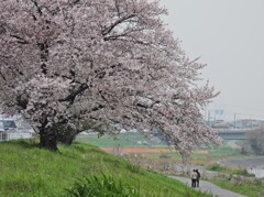 まだ見頃