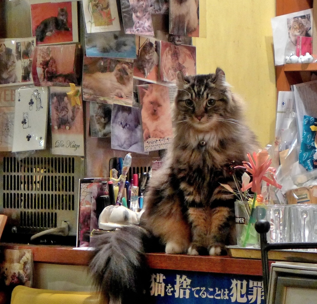 猫を捨てることは犯罪