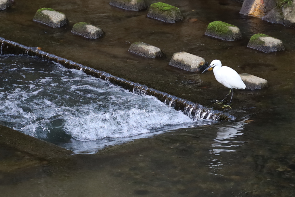 サギの捕食