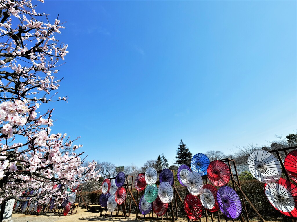 和傘とコラボ
