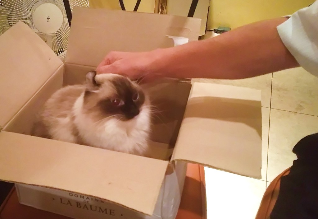 箱からオーちゃん