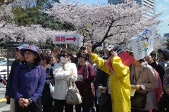 最期の桜