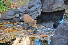 で川を渡ってと