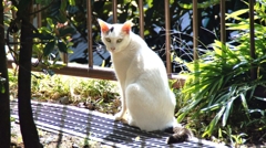 横浜「山手公園」の白狐みたいな猫