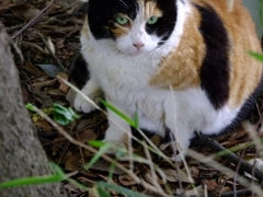 上目遣いが魅力の菊千代（横浜「港の見える丘公園」霧笛橋組）