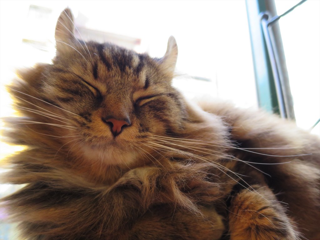 ｚｚｚ