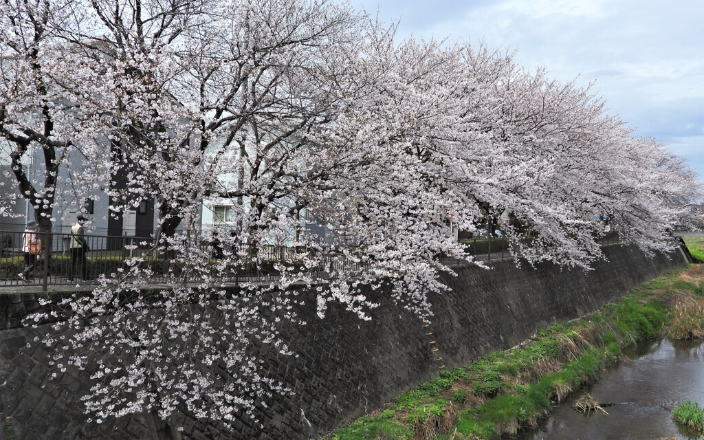 満開まであと2日