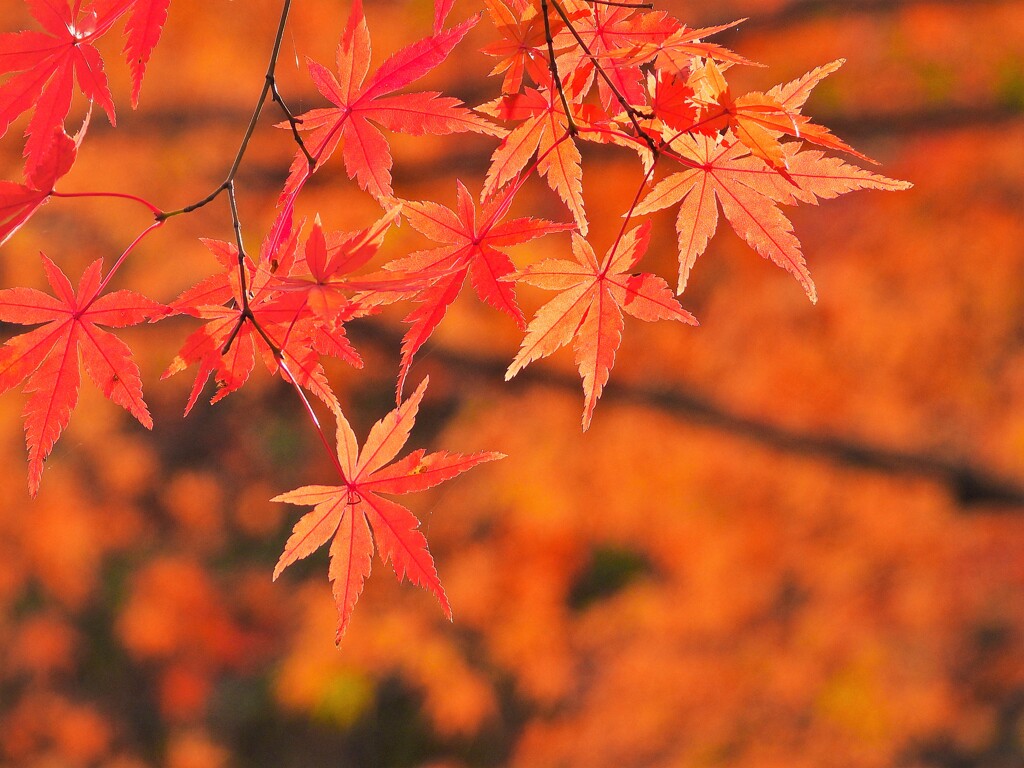 ボケの調整はズーミングで